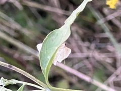 Blepharomastix ranalis