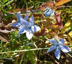 Lomatogonium carinthiacum