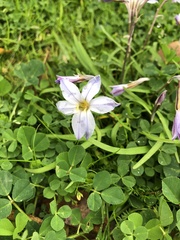 Ipheion uniflorum