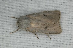 Agrotis vetusta