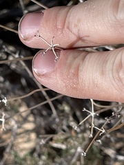 Eriogonum fasciculatum polifolium