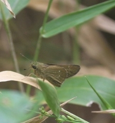 Pelopidas mathias