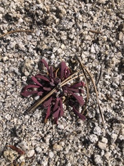 Calyptridium monospermum