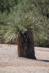 Yucca elata