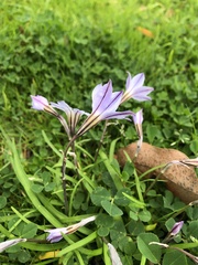 Ipheion uniflorum