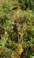 Conioselinum tataricum
