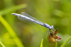 Ischnura perparva