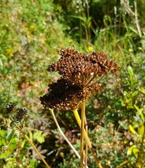Conioselinum tataricum