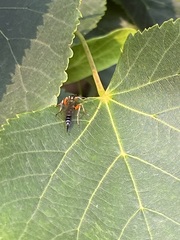 Itoplectis conquisitor