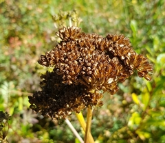 Conioselinum tataricum