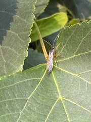 Itoplectis conquisitor