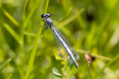 Ischnura perparva