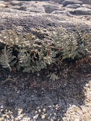 Pellaea bridgesii