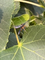 Itoplectis conquisitor