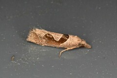 Pelochrista similiana