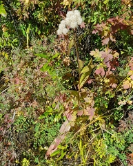Crepis sibirica