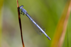 Ischnura perparva