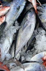 Thunnus atlanticus