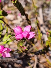 Boronia serrulata