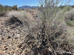 Eriogonum fasciculatum polifolium