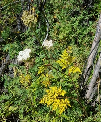 Conioselinum tataricum