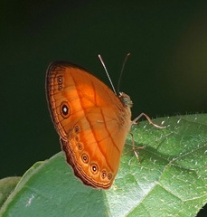 Mycalesis anapita