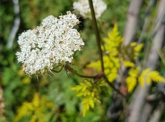 Conioselinum tataricum