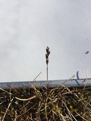 Anthoxanthum arcticum