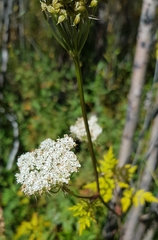 Conioselinum tataricum