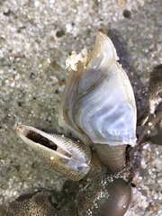 Dosima fascicularis