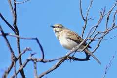 Cincloramphus mathewsi