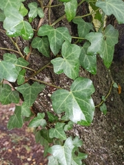 Hedera