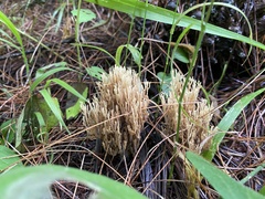 Ramaria stricta