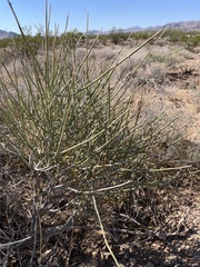 Ephedra nevadensis
