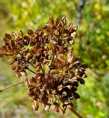 Conioselinum tataricum