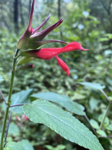 Cardinal Sage | Native Nature