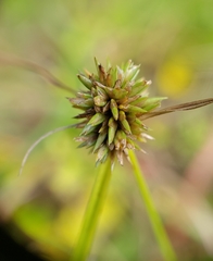 Cyperus lupulinus macilentus