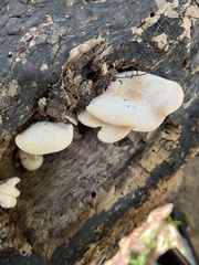 Lentinellus
