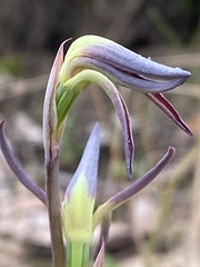 Lyperanthus suaveolens