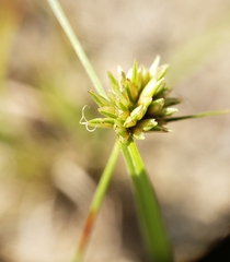 Cyperus lupulinus macilentus