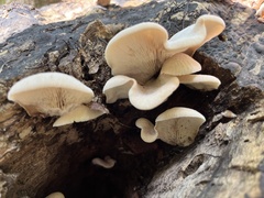 Lentinellus