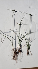 Cyperus lupulinus macilentus