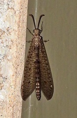 Brachynemurus