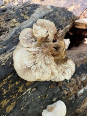 Lentinellus
