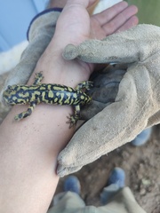 Ambystoma mavortium