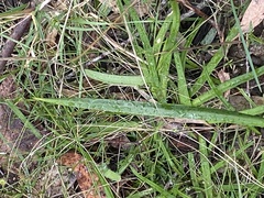 Lyperanthus suaveolens