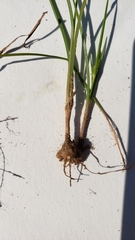 Cyperus lupulinus macilentus