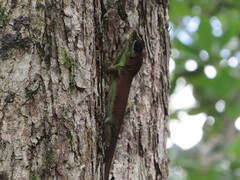 Anolis richardii