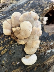 Lentinellus
