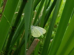 Pieris oleracea